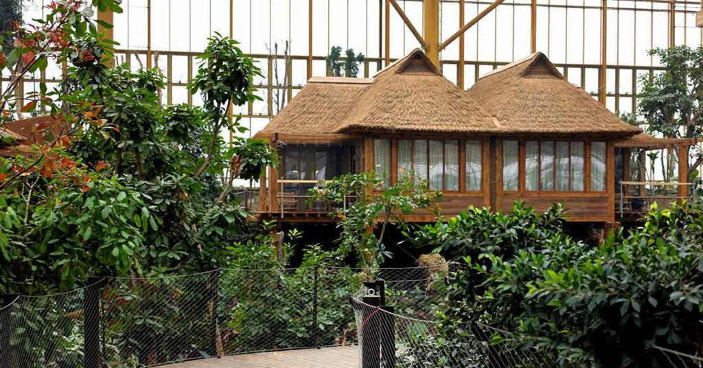 Large-scale commercial thatched roof constructed by Cape Reed beneath the glass canopy of Pairi Daiza Edenya.
